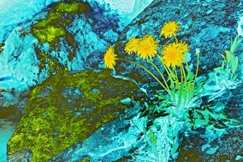 L 061A